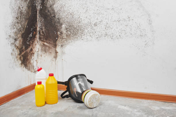 Best Mold Remediation  in Clatskanie, OR