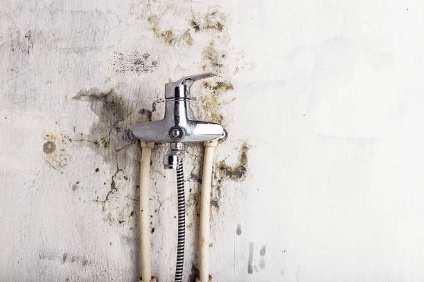 Best Mold Remediation  in Clatskanie, OR