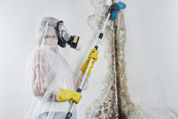 Best Professional Mold Removal  in Clatskanie, OR