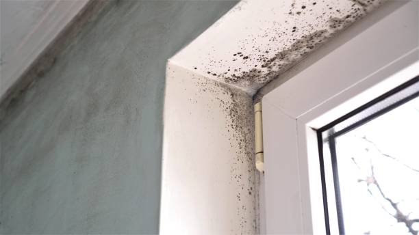 Best Crawl Space Mold Removal  in Clatskanie, OR