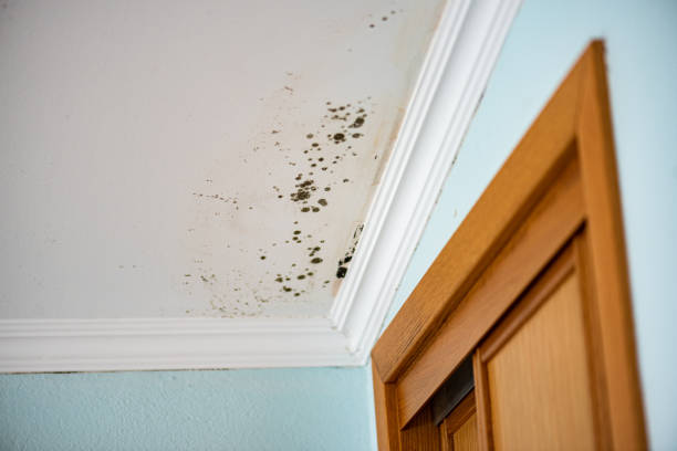 Best Office Mold Removal Services  in Clatskanie, OR