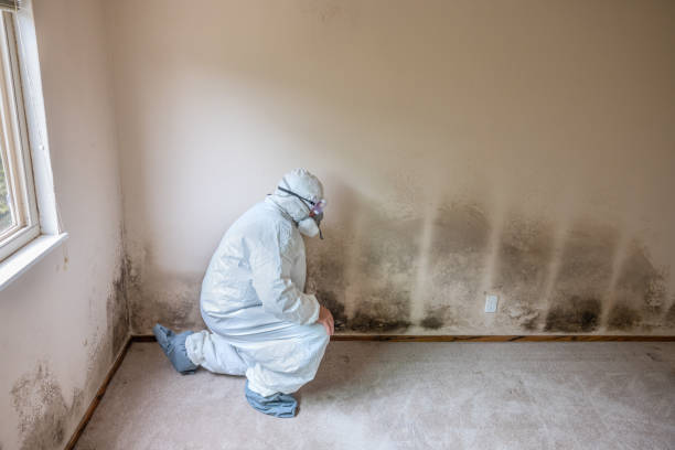 Best Certified Mold Removal  in Clatskanie, OR