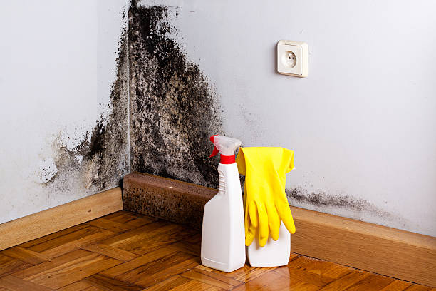 Best Residential Mold Removal  in Clatskanie, OR
