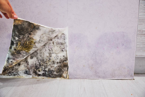 Best Professional Mold Removal  in Clatskanie, OR